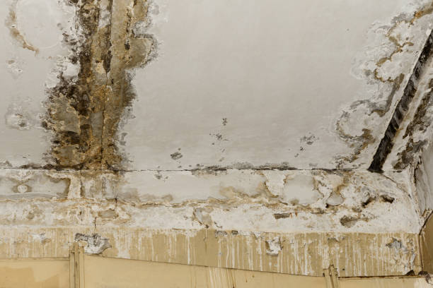 Best Industrial Mold Remediation  in Lynn Haven, FL