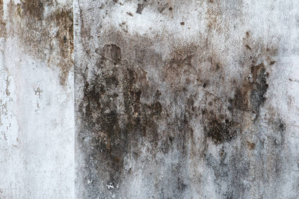 Best Black Mold Removal  in Lynn Haven, FL