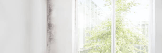 Reliable Lynn Haven, FL Mold Removal Solutions