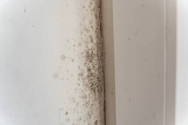 Asbestos and Lead Testing During Mold Inspection in Lynn Haven, FL