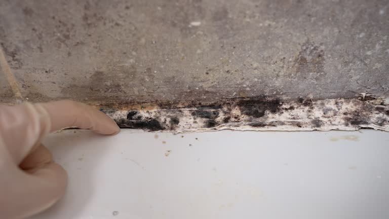 Best Mold Remediation for Healthcare Facilities  in Lynn Haven, FL