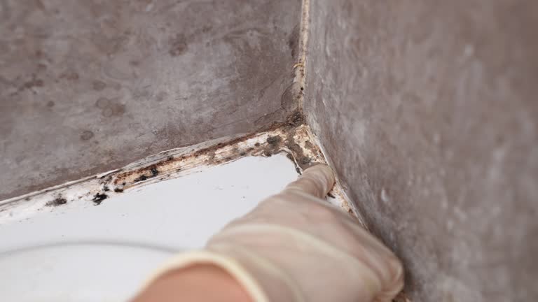 Best Commercial Mold Inspection  in Lynn Haven, FL