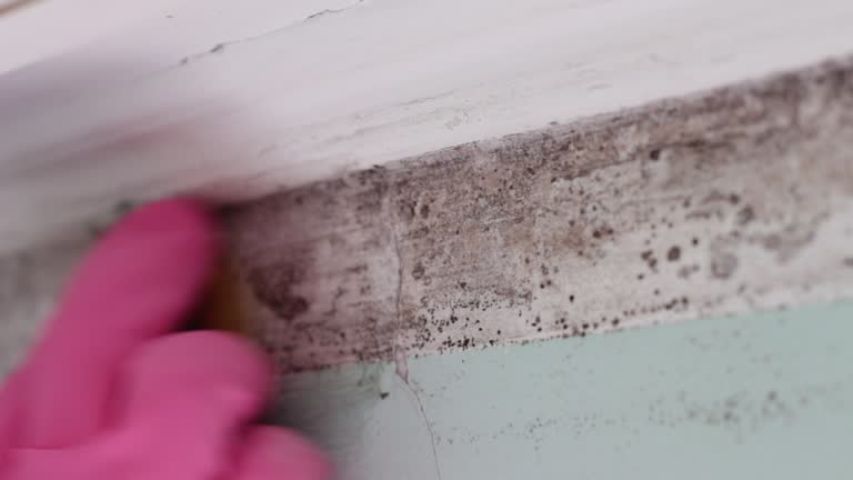 Best Emergency Mold Remediation  in Lynn Haven, FL